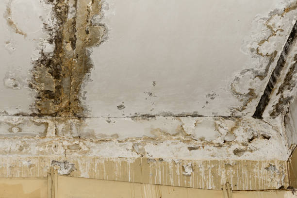  Saxon, SC Mold Removal Pros
