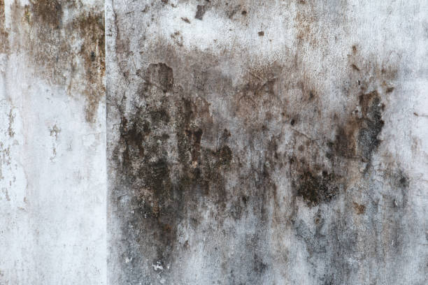 Best Emergency Mold Remediation  in Saxon, SC