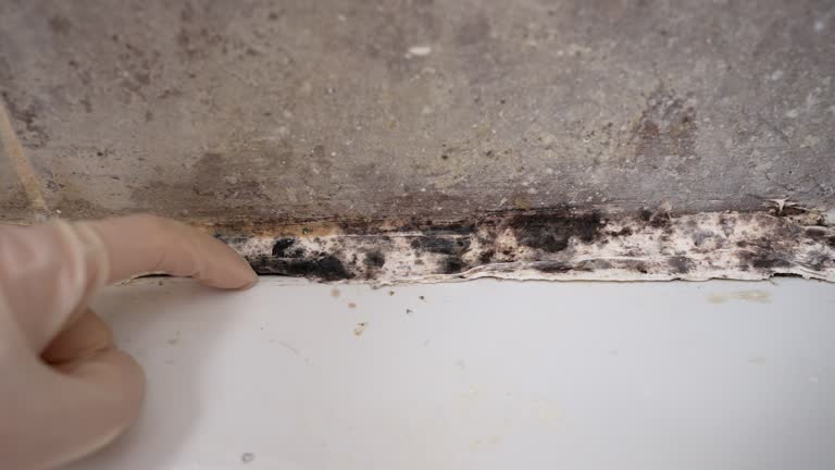 Best Dehumidification Services  in Saxon, SC